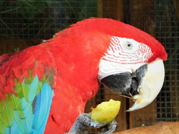 Попугаи ара