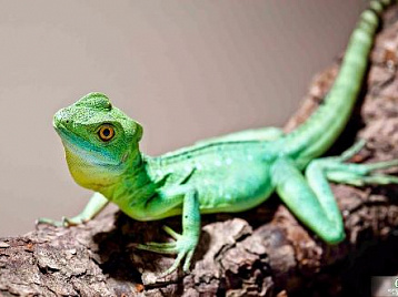 Фото Сафари-Парка