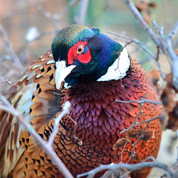 Обыкновенный фазан