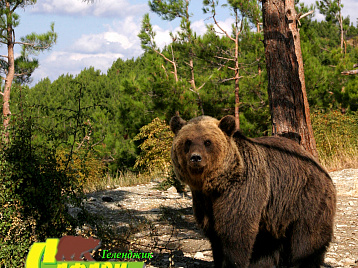 Видео Бурые мишки развлекаются